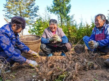 巴中平昌：玄参田里话增收