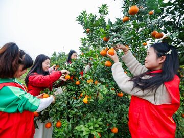 桥头镇：柑橘园里来了“一抹红”