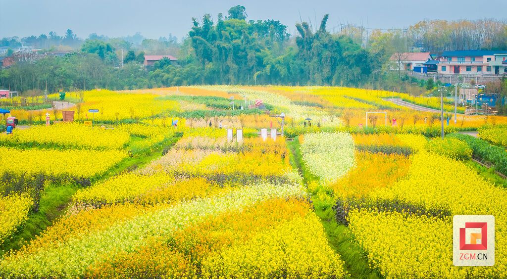 五彩油菜花田美如画 记者 宋姿熠 摄.jpg