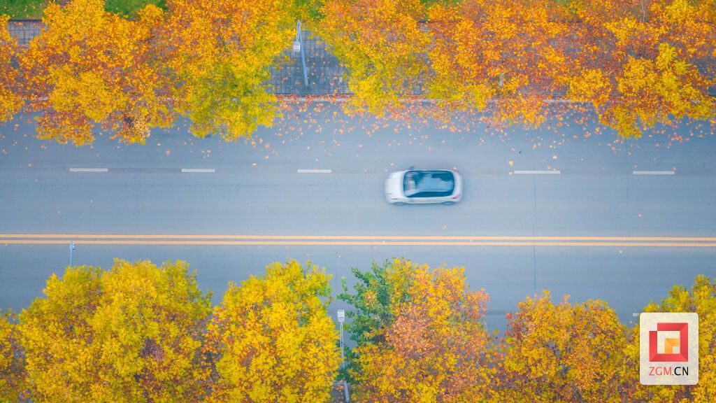 板仓梧桐大道的金色颜值巅峰 记者 宋姿熠 摄.jpg