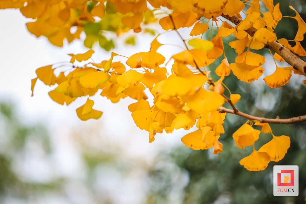 五彩斑斓的树叶，像是大自然打翻的调色板。