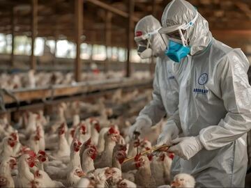 超百万家禽被扑杀 德国禽流感疫情无缓解迹象