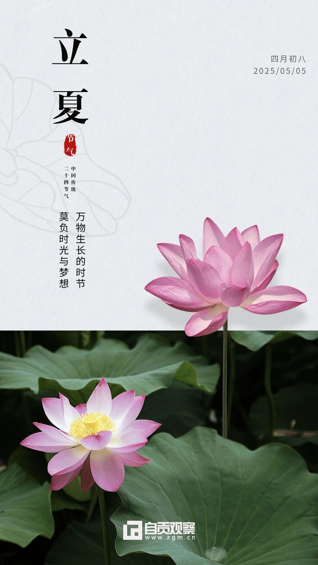 立夏節(jié)氣實景荷花手機海報.jpg