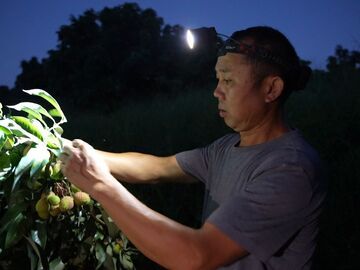 我的乡村超安逸·一线调研行丨淘汰率20%！柿子田村的荔枝出川要闯几关？
