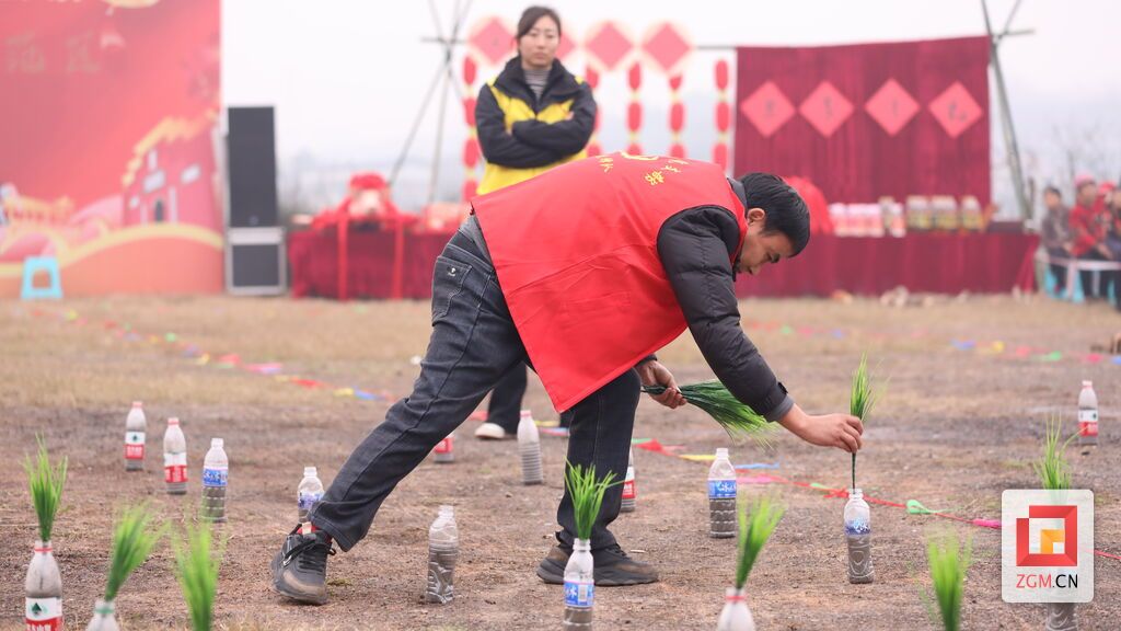 旱地插秧.jpg