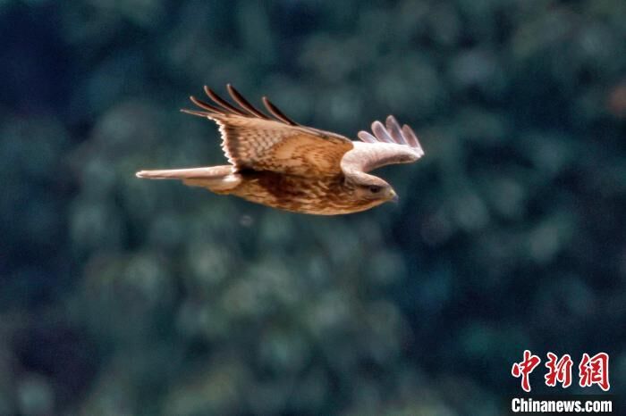 国家二级保护鸟类普通鵟“打卡”安徽祁门