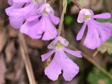 兰科家族+1！四川发现新物种：黄龙舌喙兰