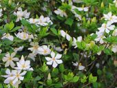 栀子花开满人间