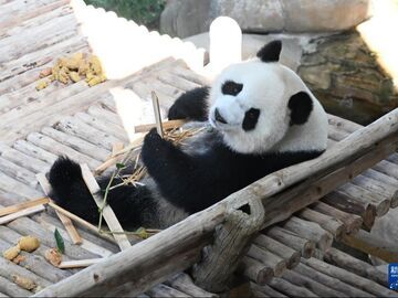 旅马大熊猫“辰星”“晓月”正式亮相