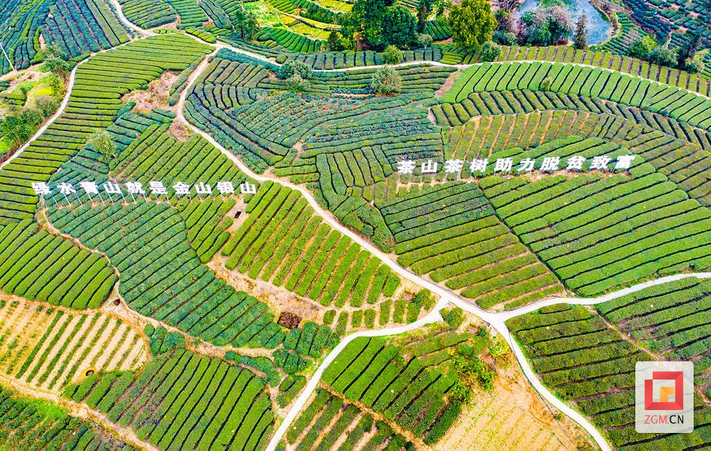 荣县石笋沟茶叶现代农业园区一洞桥村基地（摄影 廖志全）