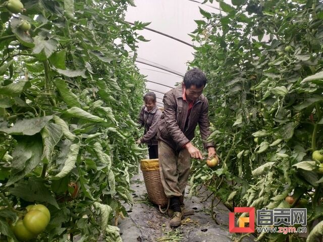 黃光榮夫婦采收番茄.jpg
