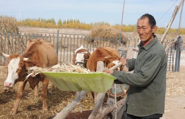 临河区八一乡新道村脱贫户康文银正在喂牛。新华社记者李云平摄