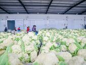 鼎新镇日销花菜1000吨