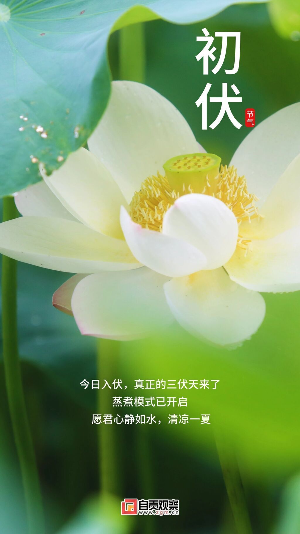 初伏節(jié)點(diǎn)祝福問候插畫手機(jī)海報(bào)(1).jpg