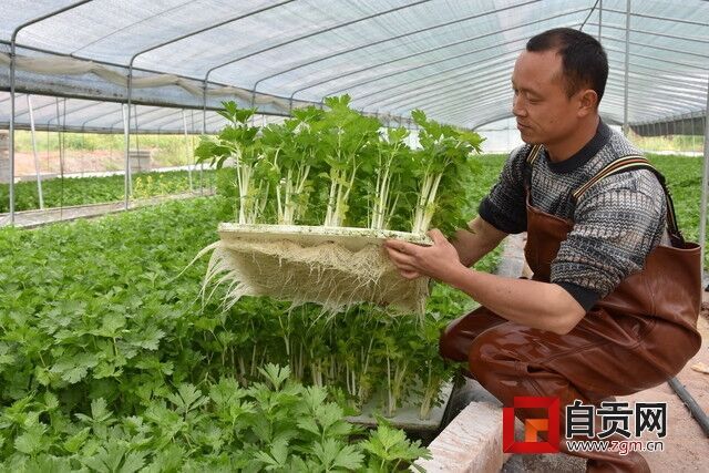 即將上市的芹菜.JPG