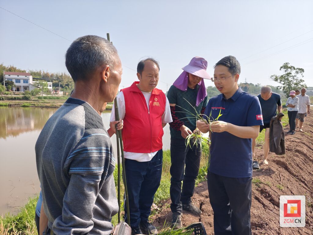 开展水稻移栽指导 曾鹏程摄.jpg