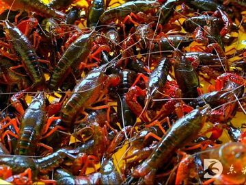 内自同城 | 东兴早春小龙虾肥美上市