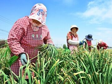 “免费抽蒜薹”，这笔账不“蒜”亏