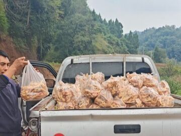 宜賓：24小時(shí)，10000余斤生姜售罄！這場(chǎng)愛(ài)心接力讓人淚目