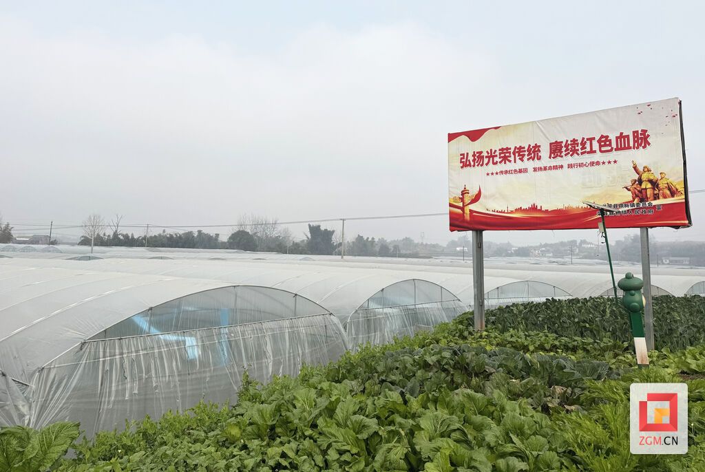 鼎新村的茄果大棚.jpg