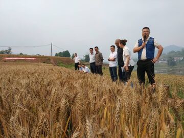 自贡2.9万亩小麦亩测产325公斤　收获在即