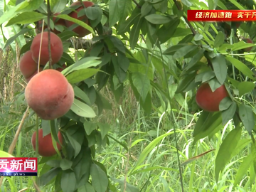 自贡新闻｜沿滩区丰收村第九届水蜜桃采摘节热闹开园