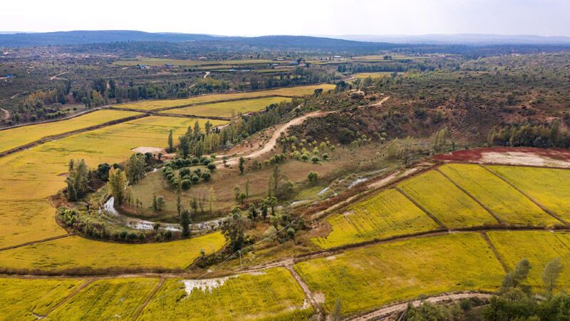 2020年9月26日拍摄的陕西省靖边县黄蒿界镇马季沟村稻田（无人机照片）。近年来，靖边县实施了“三北”防护林、退耕还林、流域治理等生态建设工程，北部沙漠区裸露明沙完全消失，中部农田林网蔚然成荫，南部山区夏季绿色满山。新华社记者 陶明 摄