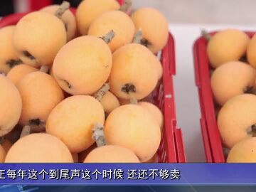 自貢新聞丨榮縣：去新橋赴一場(chǎng)“枇杷之約”