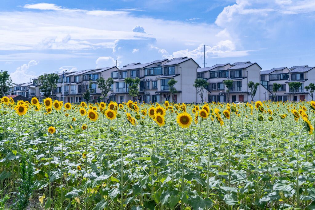 村宅前的向日葵花海.jpg