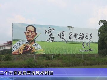 自贡新闻｜一种两收再高产 富顺“中稻+再生稻”周年亩产超1300公斤