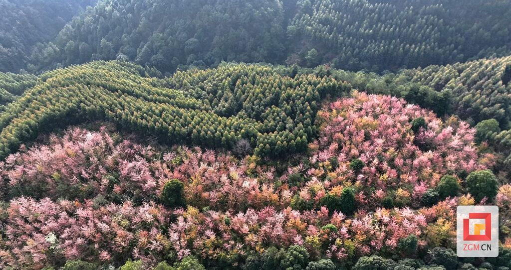 大丰村冬樱花林.jpg