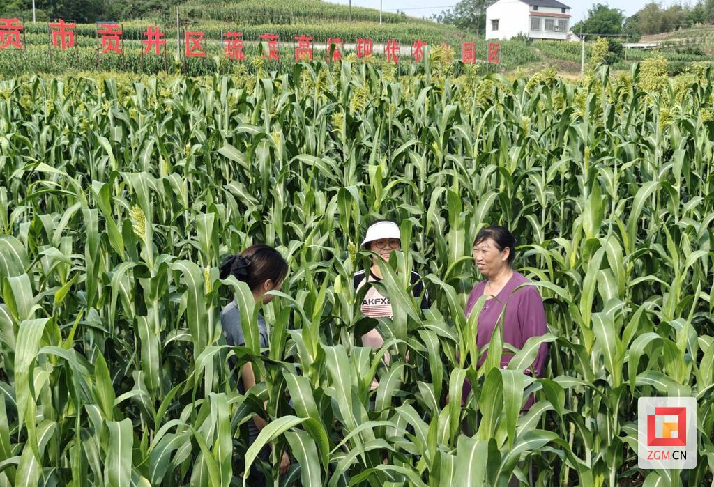 徐家村村民笑迎豐收.jpg