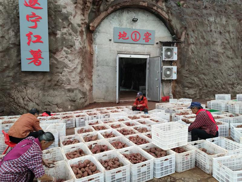 图说：遂宁红薯采挖后还在地窖内储藏30余天才上市销售.png