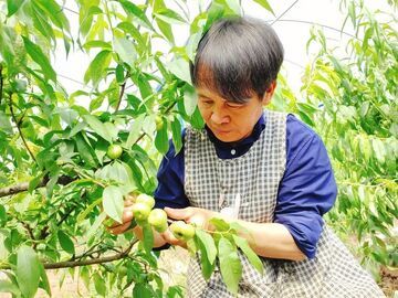 在南充种出“新疆甜”！扎根乡里26年，他让油桃变身“致富果”