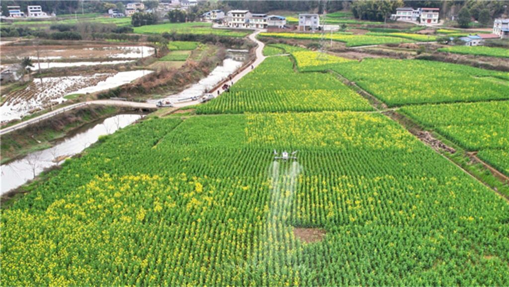植保无人机正在进行“飞防”作业.jpg