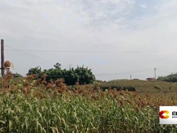 直播盐都｜九洪乡：订单高粱映红天 复合种植拓宽“致富路”