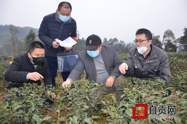 鎮(zhèn)村干部茶葉了解情況.JPG