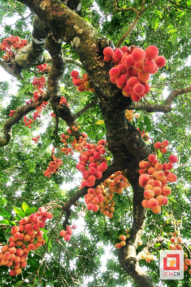 根子鎮(zhèn)荔園古荔樹.JPG