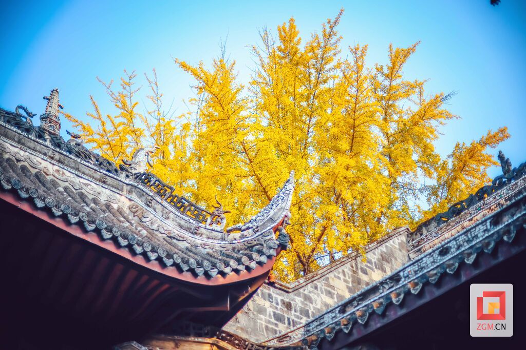 鹽業(yè)歷史博物館，飛檐翹角在金黃銀杏樹的映襯下,更顯風(fēng)韻。.jpg