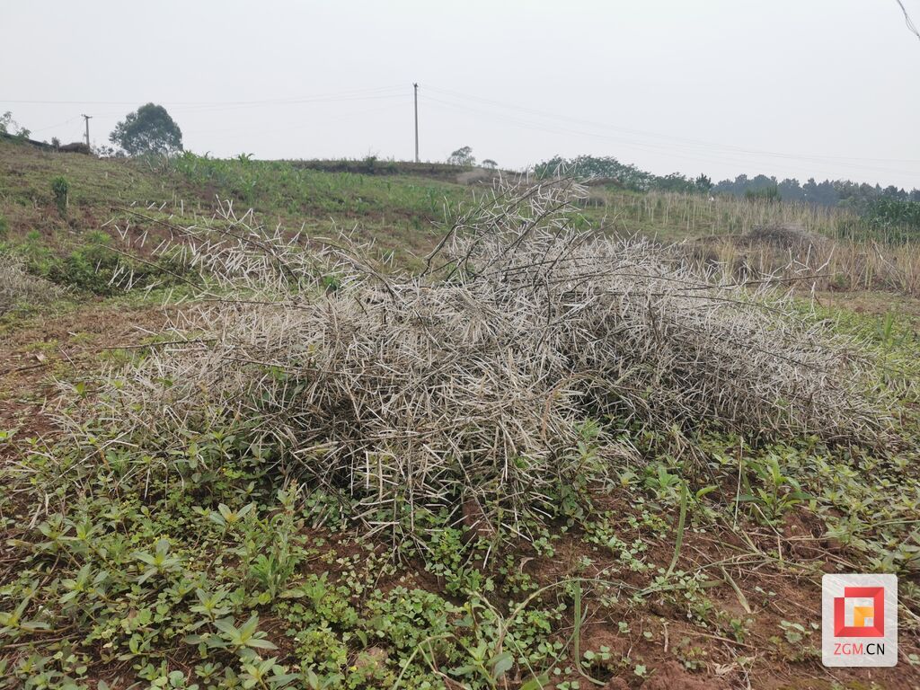 图：黄市镇群英村等待堆沤发酵的秸秆