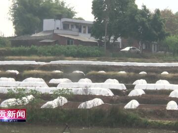 自贡新闻｜认养一方田园 邂逅农家烟火