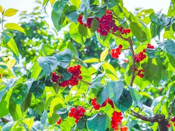 川内第一口樱桃甜 为何总是米易？