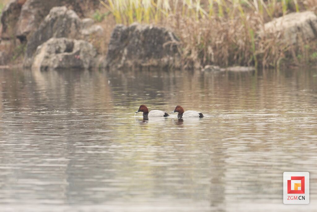 宜昆河濱河公園的冬候鳥.jpg