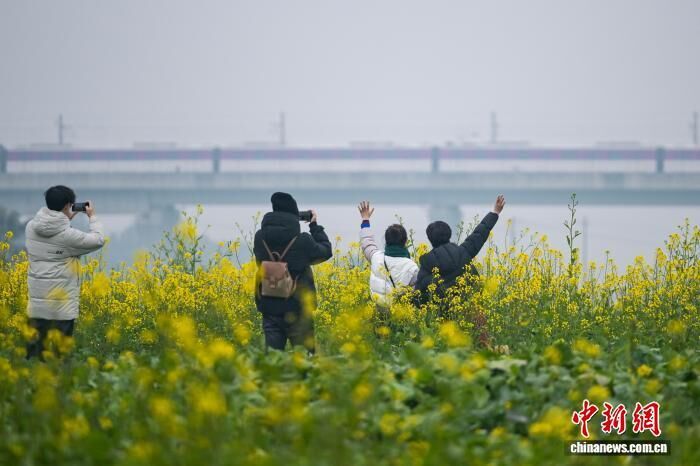 四川成都地铁站附近油菜花提前绽放引民众打卡