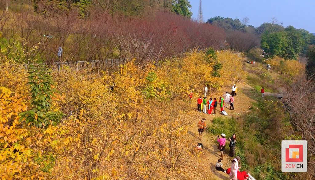 游客在盐都植物园观赏腊梅花记者 罗祥瑞摄.jpg