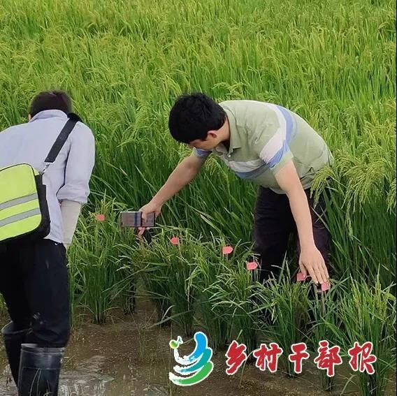 魏丕伟博士带领学生团队调研再生稻种植