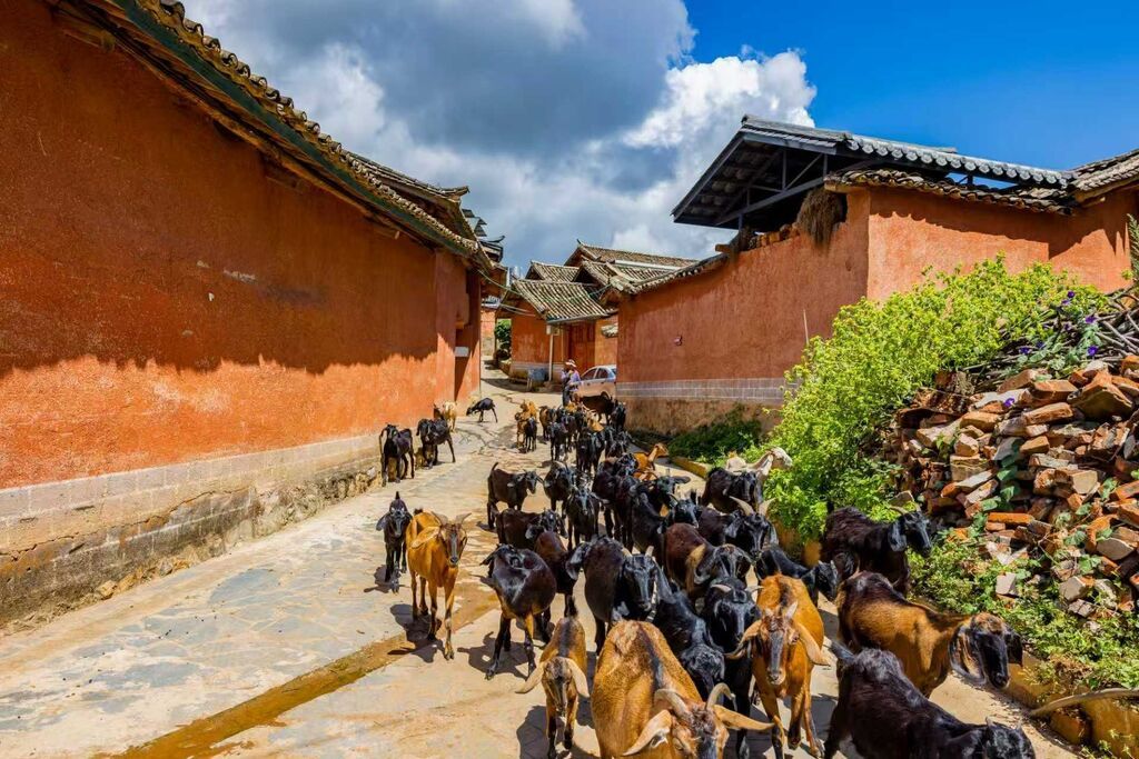 插入的图片
