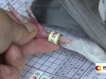 直播盐都｜我市一羽信鸽1100公里归巢荣获冠军