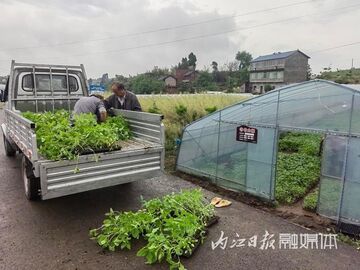 内自同城 | 干部群众齐参与！资中县太平镇“见缝插针”栽种10万株向日葵苗