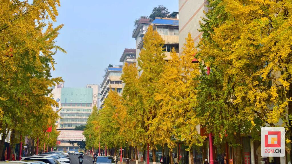 道路两旁银杏树高大整齐 记者 罗祥瑞 摄.jpg